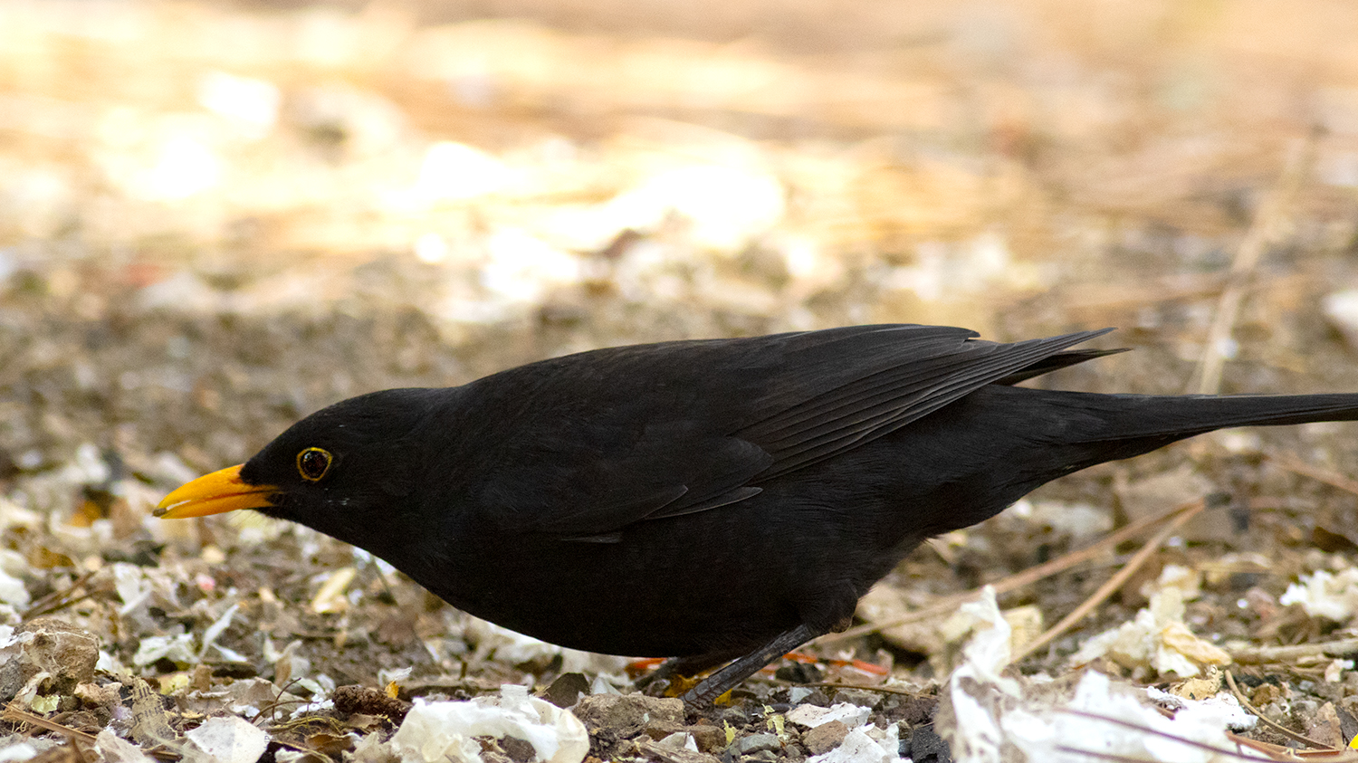 Eurasian Blackbird